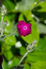 mullein-pink or bloody william plant with small and beautiful magenta colored flowers
