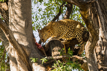 Leopard with its prey in tree, Moremi game reserve, Botswana