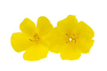 yellow mallow isolated