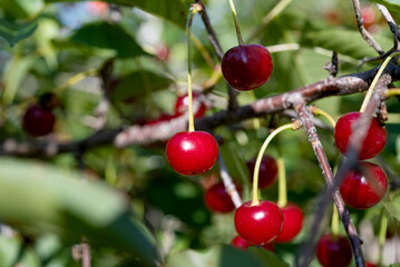 cherries on the tree in summer