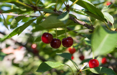 cherries on the tree in summer
