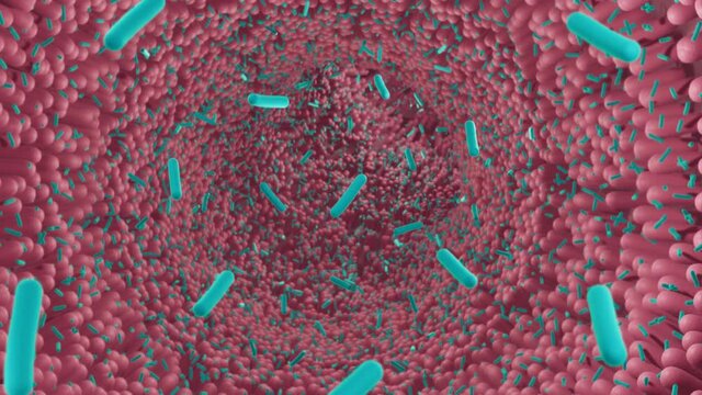 Intestinal bacteria, Probiotic bacteria such as Lactobacillus and Bifidobacterium, Microbiome animation