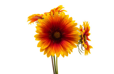Gaillardia flowers isolated