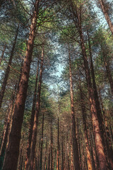 forest trees stand out towards the sky