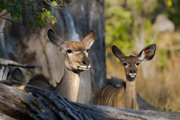 Kudu mother with calf standing in forest of Moremi game reserve. Okavango delta? Botswana, Africa.