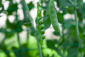 green peas growing on the farm