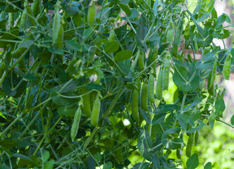 green peas growing on the farm