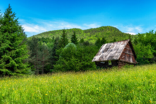 Old hut in green sunny meadow.