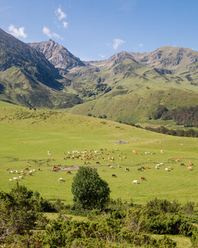 Grazing animals (cattle and horses) in Pyrenean meadows near Payolle, Campan Valley, Hautes-Pyr&eacute;n&eacute;es, Occitanie, France