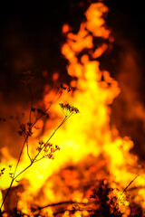 Forest fire concept. Wildfire. Night fire in the forest. Defocused