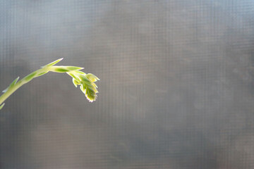 Succulent Flower Bud