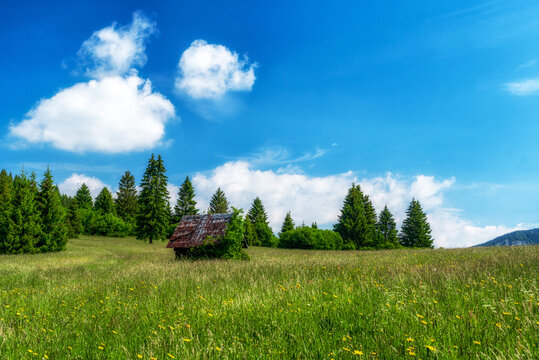 Old hut in green sunny meadow.