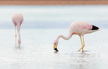 Two adult flamingos on salt flats Chaxa, desert near San Pedro de Atacama, Chile. South America