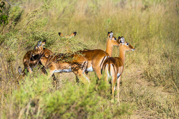 A group of female impala standing in african savanna. Moremi game reserve, Botswana.
