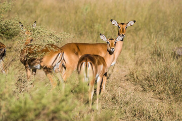 Naklejka na ściany i meble A group of female impala standing in african savanna. Moremi game reserve, Botswana.