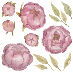 Watercolor hand-drown illustration with pink peonies and green leaves
