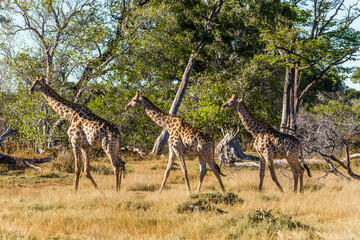 A group of giraffe walking in african bush. Moremi game reserve, Botswana.