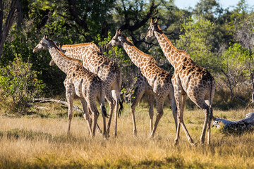 Naklejka na ściany i meble A group of giraffe walking in african bush. Moremi game reserve, Botswana.