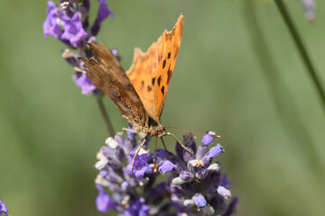 papillon petite tortue