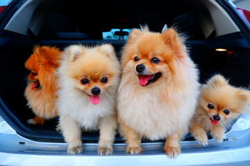 Four Pomeranian dogs are standing in the back of a car.