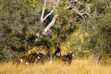 A herd of rare sable antelopes (Hippotragus niger) in african forest. Okavango delta, Botswana. - obrazy, fototapety, plakaty