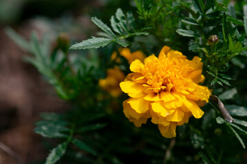 Yellow Marigold Flower