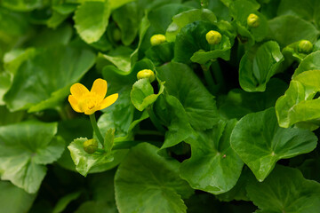 Yellow Marsh Marigold Flower