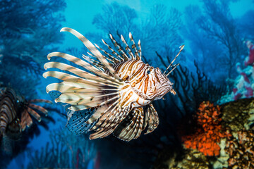 Exotic tropical Devil firefish, or common lionfish (Pterois miles), in Two Oceans Aquarium. Cape town, South Africa.