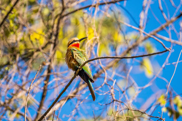 White-fronted Bee-eater (Merops bullockoides) perching on branch against trees and blue sky, Botswana,Africa