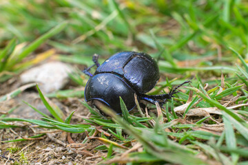 beetle on the grass