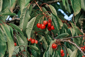 Cherry tree ripening fruits