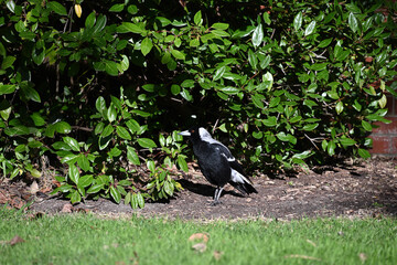 An Australian magpie standing alone beside a bright green bush, the bird's eye shining in the sunlight