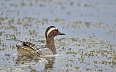 Garganey (Anas querquedula), Greece