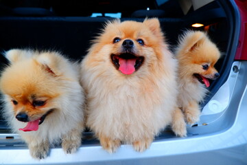 3 cute white pom dogs in the back of the car