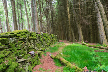 Obraz premium forest in spring
