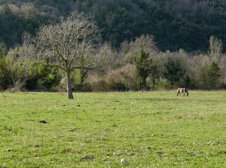 idilliaca e bucolica immagine di prato con cavallo che bruca