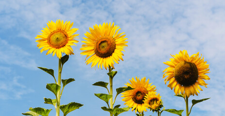 Obraz premium sunflower in field with sunshine and blue sky background