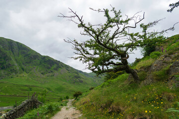 landscape with trees