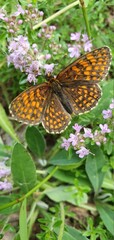 butterfly on flower