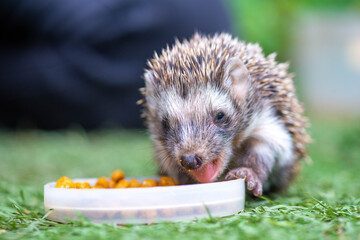 eared hedgehog eats food on green grass