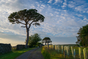 landscape with trees