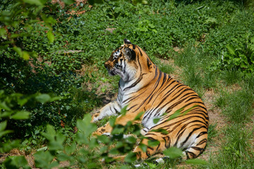 Fototapeta na wymiar Beautiful Siberian tiger while dozing