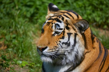 Beautiful Siberian tiger while dozing