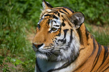 Beautiful Siberian tiger while dozing