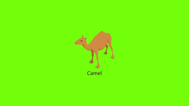Camel icon animation
