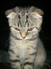 cat