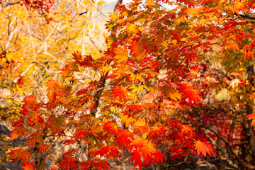 紅葉するもみじ