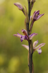 particolare di orchidea selvatica in primavera