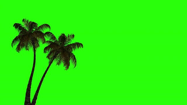 

Animation of two palm trees in the wind on a green screen. Green screen is good for keying.