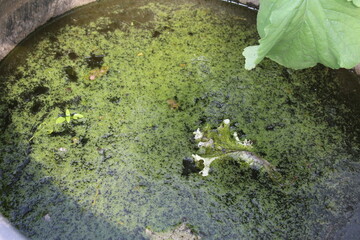 overgrown water in the green. ecology. ecosystem. Saving water natural resources